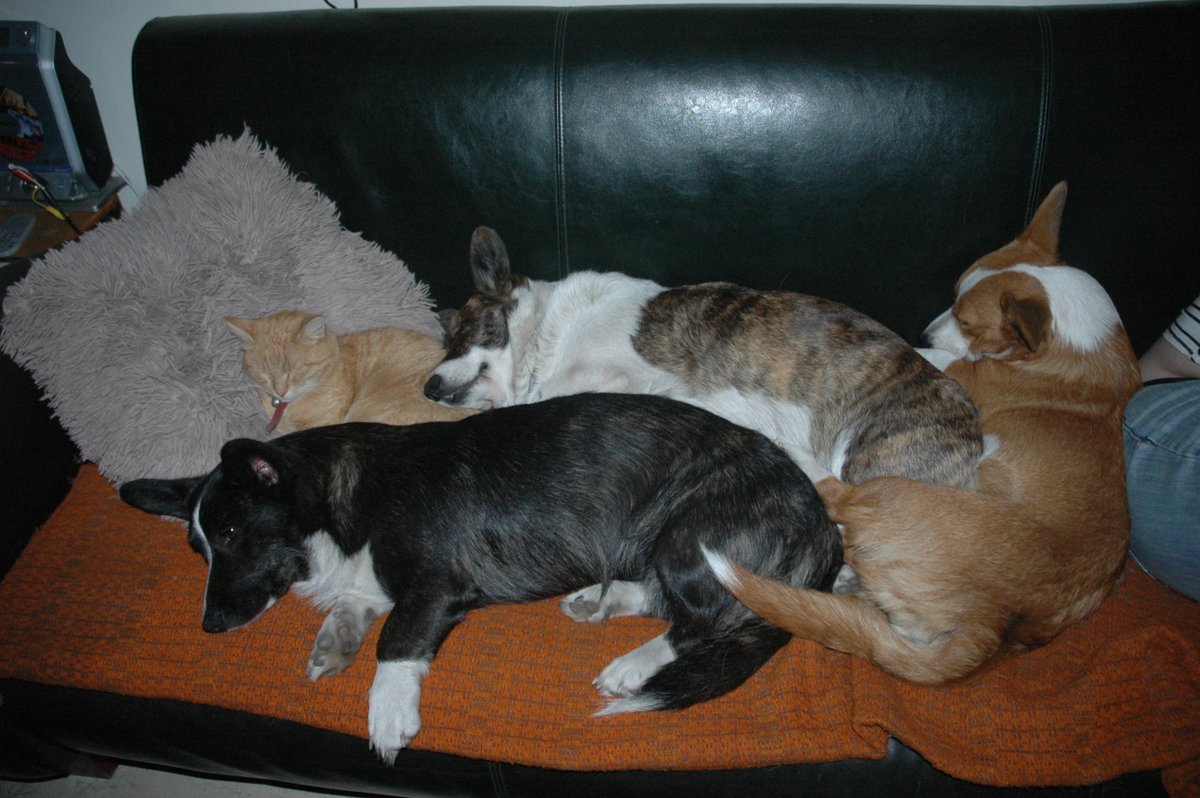 RustyCorgi's tweet image. Play spot the cat on #NationalCatDay