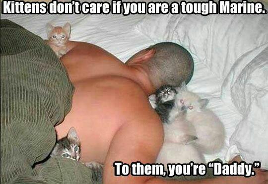 mclean_2's tweet photo. #NationalCatDay https://t.co/knaRfh3Ov3