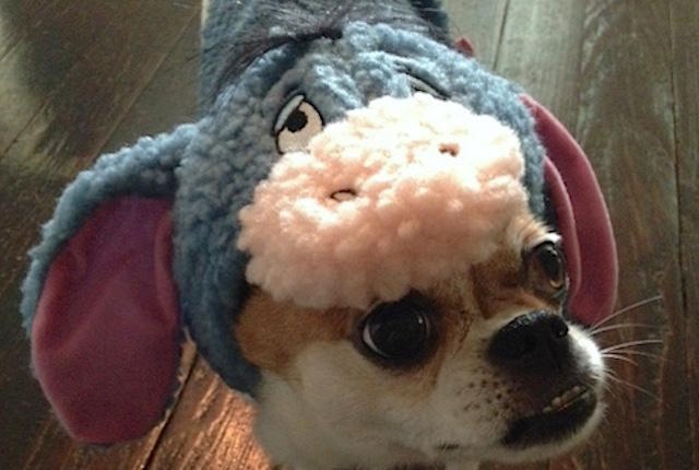 mental_floss's tweet photo. 35 Adorable Photos of Your Pets in Halloween Costumes — https://t.co/J38MkD7Whs #MFPets https://t.co/uwgmYmfg2i
