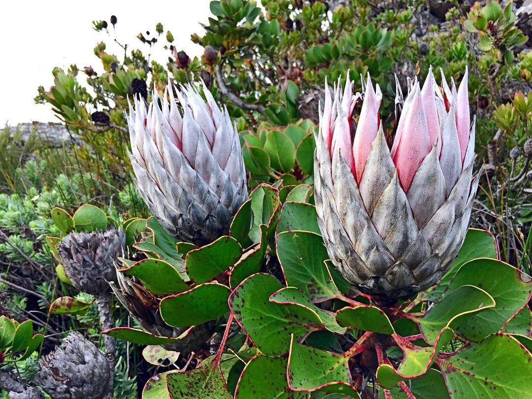 TableMountainPx's tweet photo. By: https://t.co/B6J8Ay7ith - #capetown #southafrica #tablemountain #5june2015 #protea #wildflowers #flowers #plants https://t.co/L6UhqJCgYy
