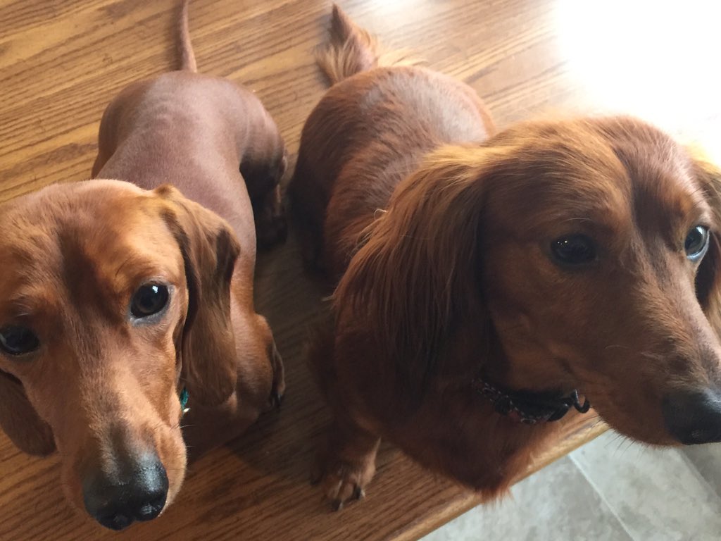 Happy 2nd Birthday to Scooby and Shaggy!! 
