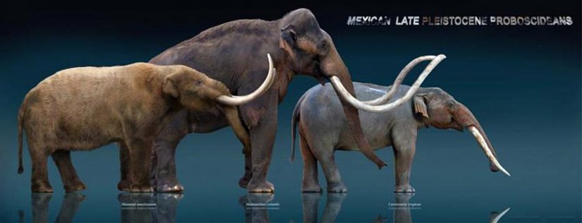 vincentmenezes's tweet photo. #Lossof
#largelandmammals~could
#changelandscapesforever >>>
https://t.co/In4vW5t9X4
https://t.co/LbzfxanL9Z