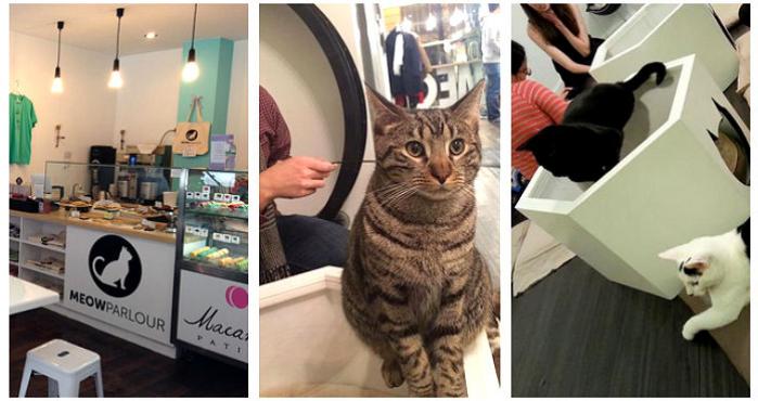 Vive_USA's tweet photo. #NationalCatDay Les presentamos un "café de gatos" que se encuentra en #NuevaYork --> https://t.co/GjOY9uhnil https://t.co/gFp5UhXLwc