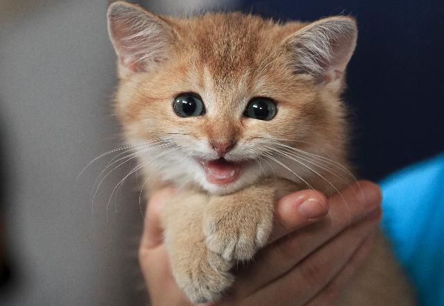 ForbesTech's tweet photo. Today only: Uber will deliver you a kitten for 15 minutes of cuddle time https://t.co/L02pDr5DY4 https://t.co/ei921NT0dV