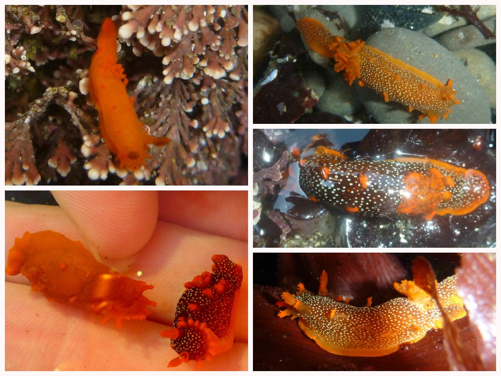SaltyCritter's tweet photo. Happy #SeaSlugDay! Here are some color variations of Triopha maculata found on @TheCACoast to celebrate! https://t.co/ZokvW2VWry