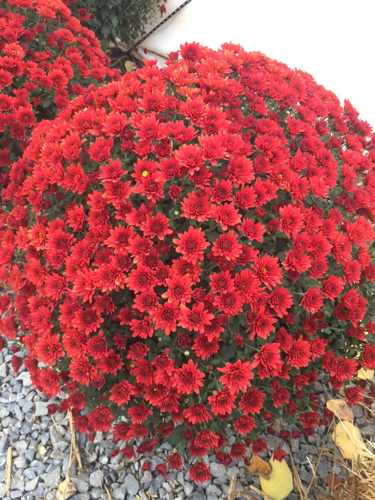 CheyennesMarket's tweet photo. Giant Mums just $10! #Cheyennesroadmarket #jerseyfreshlove #jerseygrown #redmum #beauty https://t.co/3uZwRfEIev
