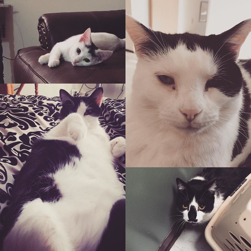 circlingsquare's tweet image. Happy National Cat Day from my kitty clan! 
#nationalcatday #kitteh #kittehsofinstagram #catlady #catstagram #catli…