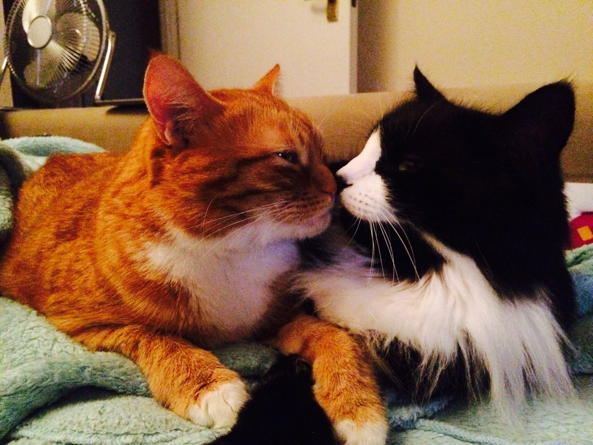 roxyhumphries's tweet photo. My two monsters #NationalCatDay #CatDay https://t.co/8VeaRhJvej