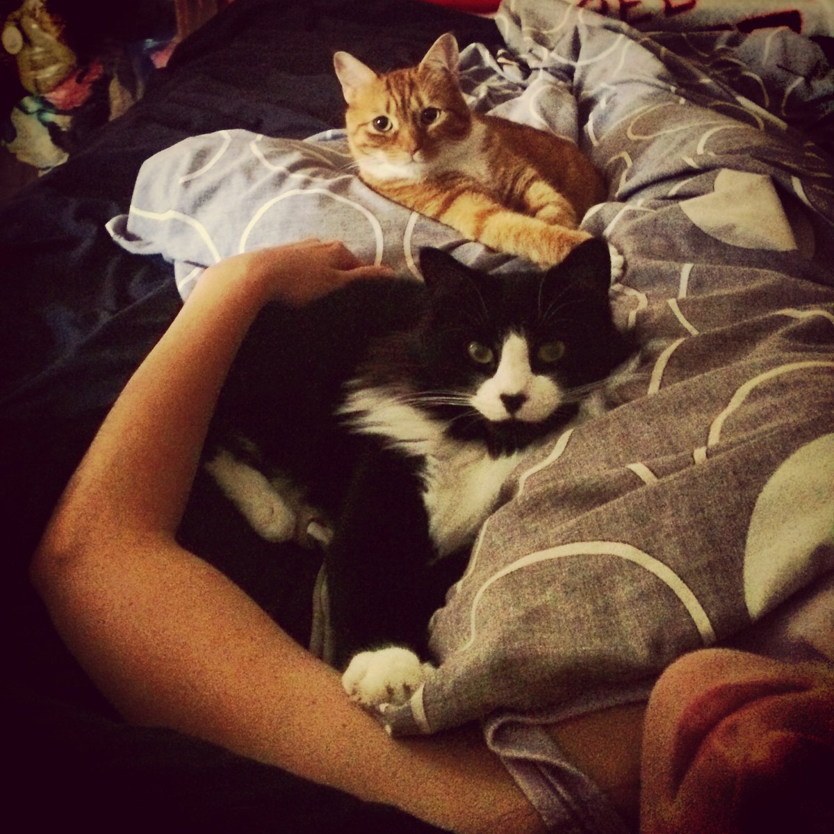 roxyhumphries's tweet photo. I love morning cuddles #NationalCatDay #CatDay https://t.co/u2qOsYOT5Z