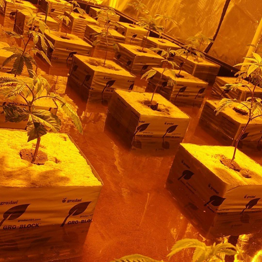 RWwholesale's tweet photo. Flooded!
#hydroponics #floodtray #ebbandflow #fillanddrain #drip #rockwool #rockwoolwholesale #stonewool #groblocks https://t.co/WOpCrig5SU