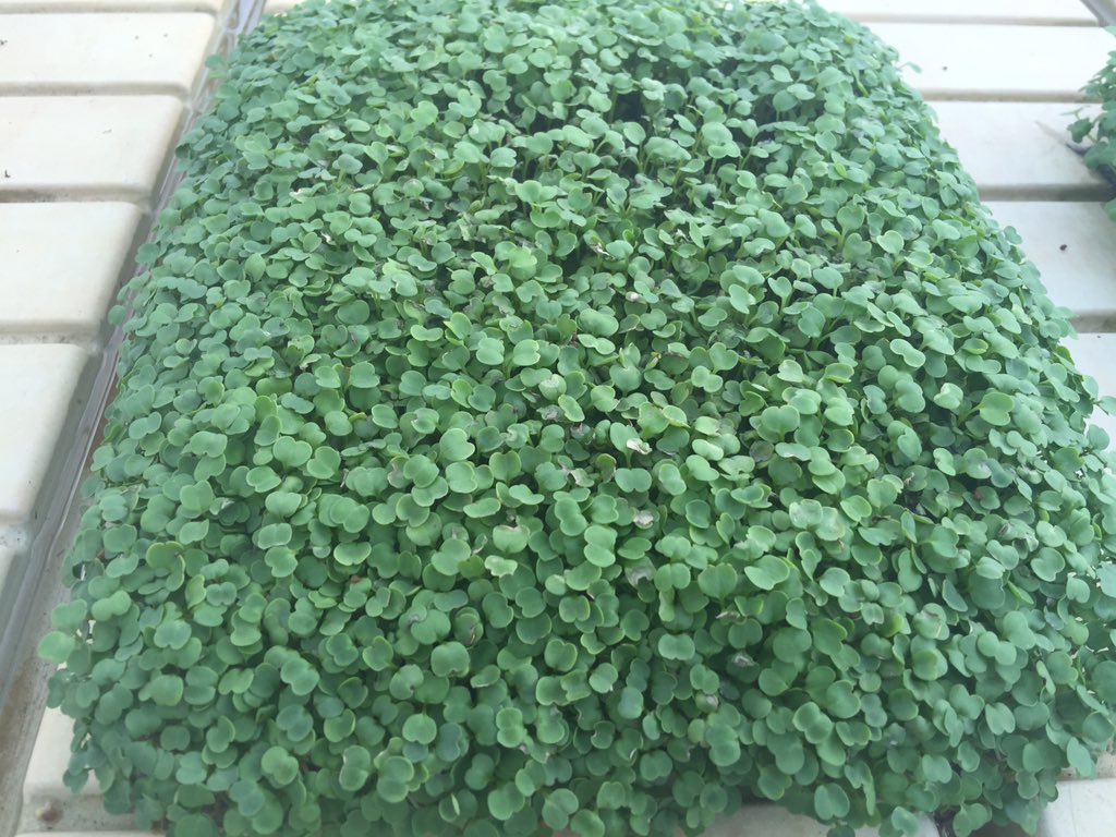 michael_borek's tweet photo. Check out the micro greens😀 https://t.co/yaT2h6YQ5O