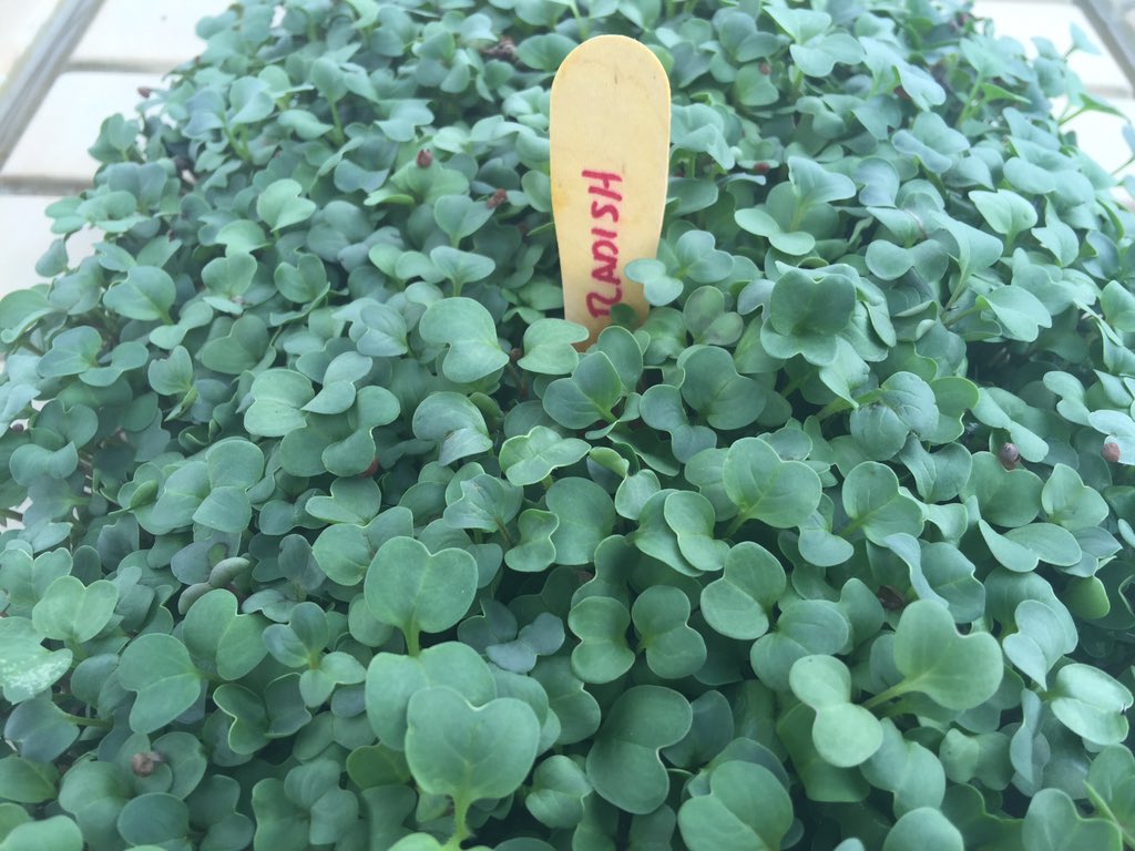 michael_borek's tweet photo. Check out the micro greens😀 https://t.co/yaT2h6YQ5O