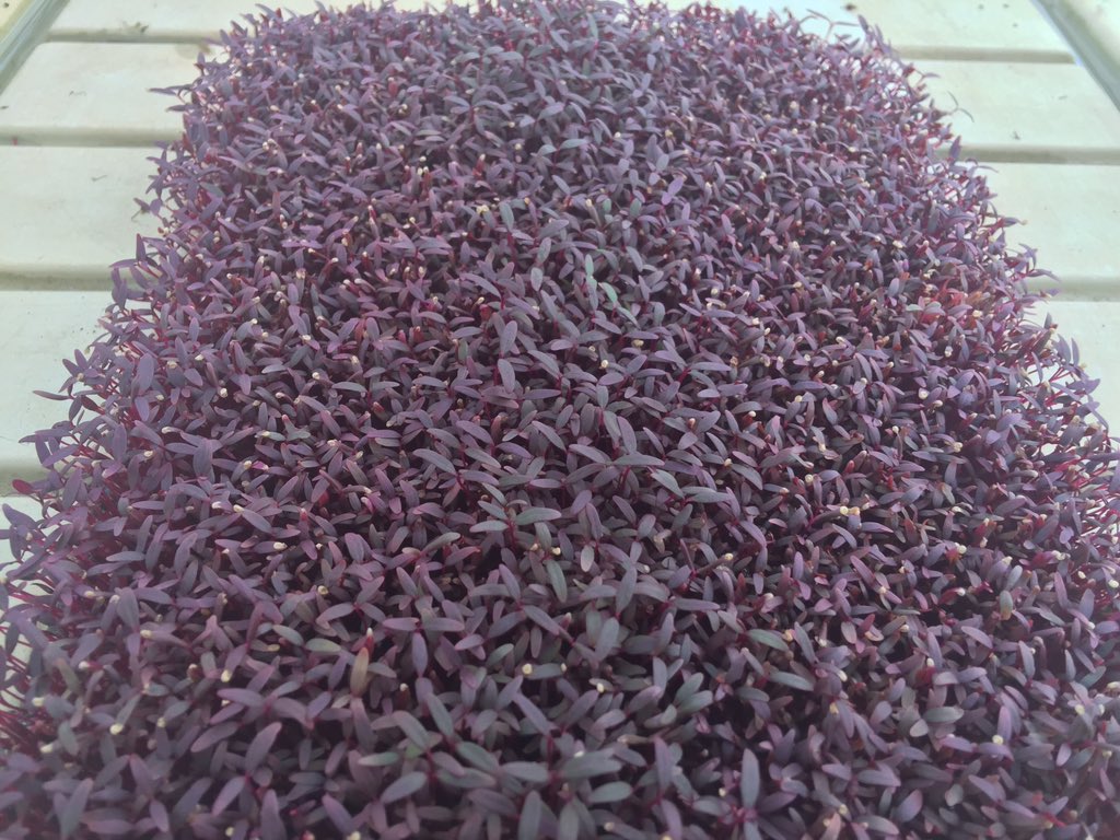 michael_borek's tweet photo. Check out the micro greens😀 https://t.co/yaT2h6YQ5O