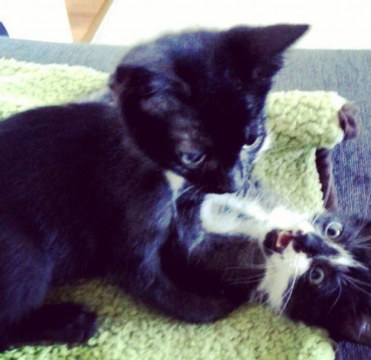 Rach_Townsend1's tweet photo. What better way to celebrate #NationalCatDay than with pictures of my cats #CrazyCatLady #MissingTyler https://t.co/5bNdWuoBNA