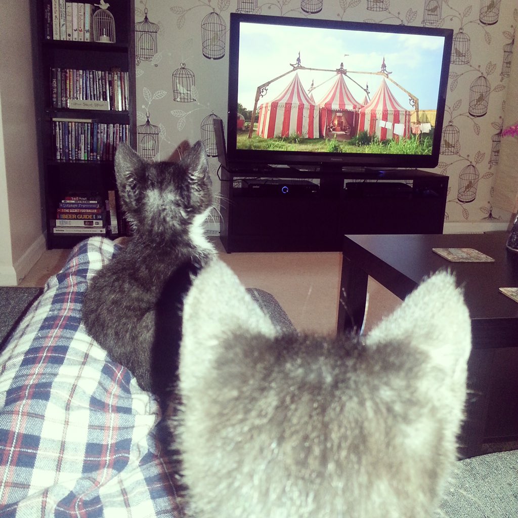 Rach_Townsend1's tweet photo. What better way to celebrate #NationalCatDay than with pictures of my cats #CrazyCatLady #MissingTyler https://t.co/5bNdWuoBNA