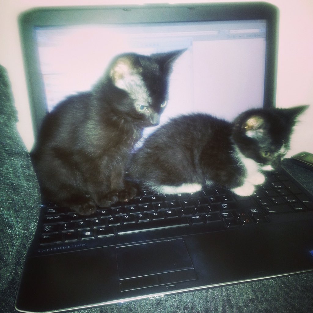 Rach_Townsend1's tweet photo. What better way to celebrate #NationalCatDay than with pictures of my cats #CrazyCatLady #MissingTyler https://t.co/5bNdWuoBNA