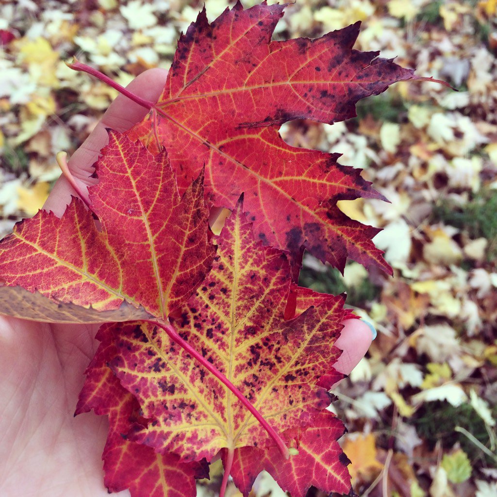 katevrieppel's tweet photo. Autumn https://t.co/4ciH1yt61A