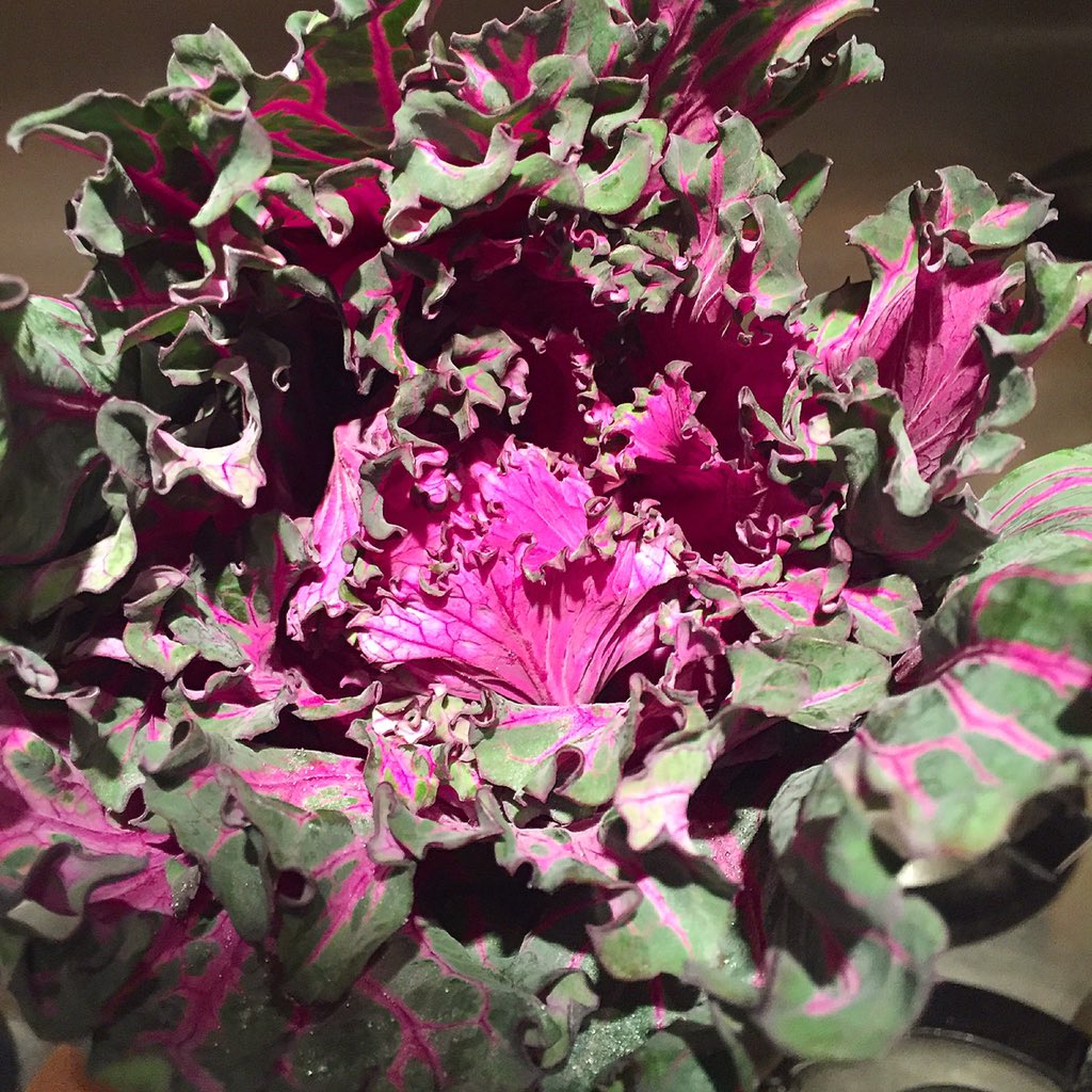 JoeBlack199's tweet photo. Loving the pink kale ! 👍🏻 https://t.co/HcNlX5jZ8Z