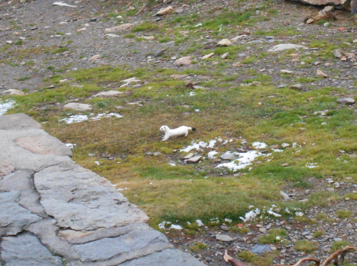 laurocera's tweet image. Mostela blanca al Refugi de #Pombie