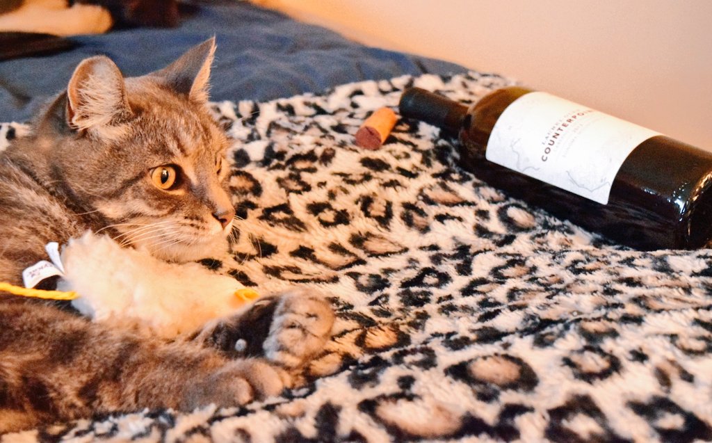 SipOnThisJuice's tweet photo. My cat doesn't like to keep things bottled up...
Neither do I... Big Pours!
#Wine #NationalCatDay #SonomaChat https://t.co/lJcP3xHPKf