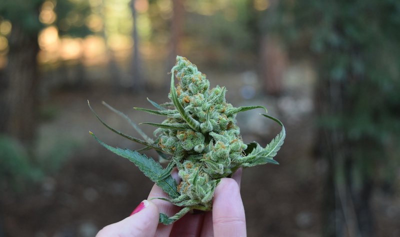 ThinkTankExile's tweet photo. Did you know the human body is wired to receive #cannabinoids from #cannabis? https://t.co/0OTm2UwnAG  #mmot https://t.co/WyBWs2uf8n