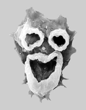 ericrsails's tweet photo. Naegleria fowleri, warm water amoeba that crawls up ur nose & feeds on brain tissue #SOLMGLBA scary #Halloween https://t.co/WM7MgQHaCL