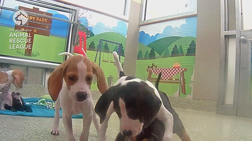 AnimalPlanet's tweet photo. Ready for a Halloween treat? Watch the #PuppyCam Costume Party at 3PM ET on #APLive. https://t.co/58sXSPdQpA https://t.co/JZLHiADFHg