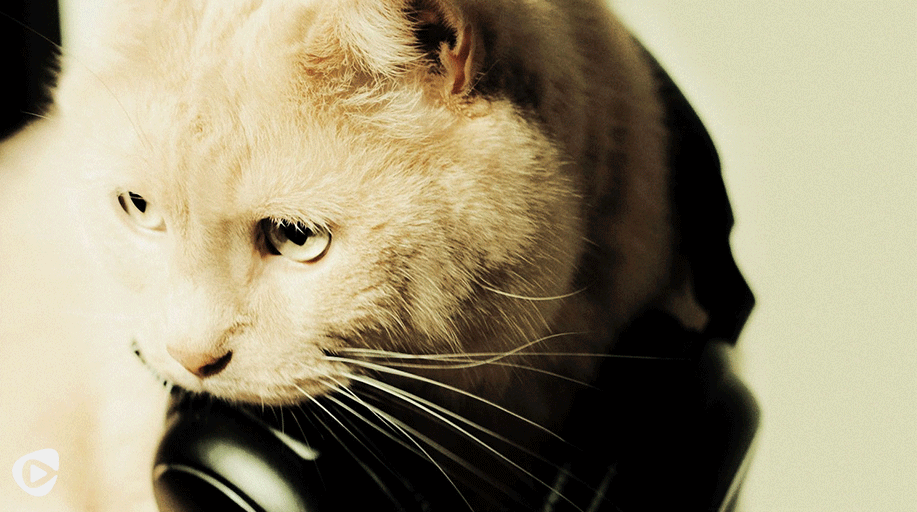 Hit play on our #NationalCatDay mix feat. <a href="/Thundercat/">ashy daddy</a>, <a href="/TacocaTs/">Tacocat</a>, <a href="/CASHMERECAT/">cashmere cat</a> &amp; more 😺😸😹 on.rhap.com/1Ml0kyb