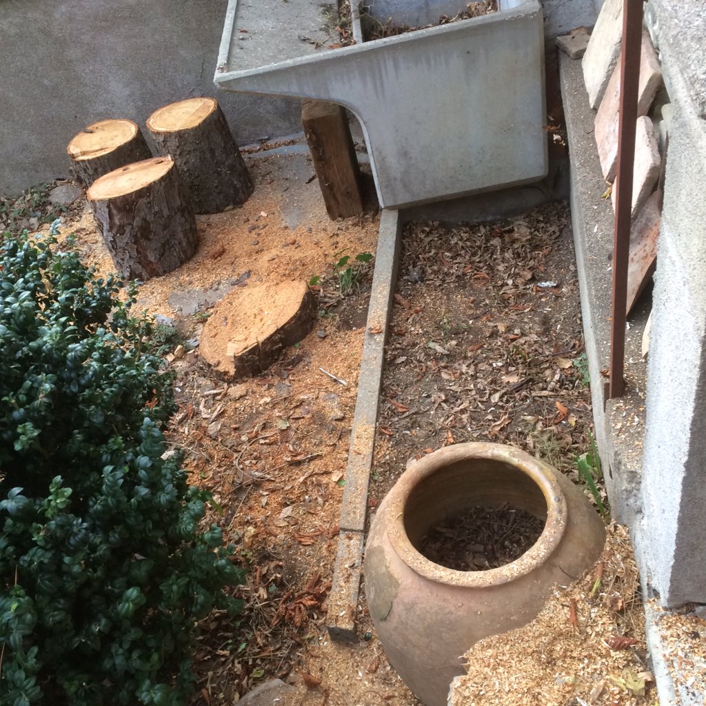 sarahjanefarmer's tweet photo. And now I have some instant furniture :) #wood #stools #roundtimber #woodlandskills #CaunettesenVal https://t.co/zxdMrZmZSJ