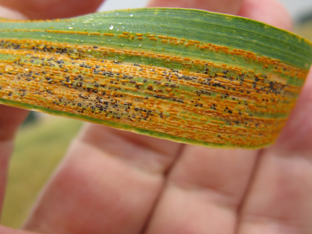 InSTePP's tweet image. Lack of attention has made stripe rust a major threat to the world’s wheat instepp.umn.edu/lack-attention…