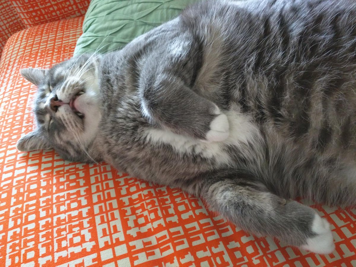 Magandaloaf's tweet photo. GLAMOUR? I'LL GIVE YOU GLAMOUR FOR #internationalcatday https://t.co/lP5H0K6uzY