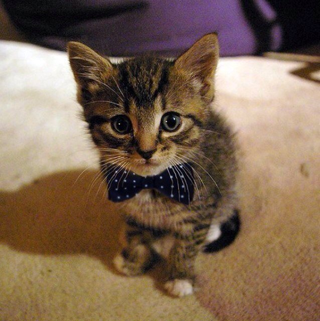 PSPEpsilonDelta's tweet photo. Happy national cat day from your lovely Phi Sigma Pi ΕΔ!!!
#USFPSP #NationalCatDay https://t.co/IDvBVFagBf