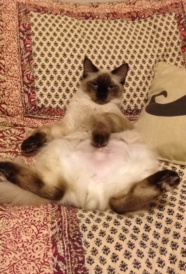 alyssart4's tweet photo. "Just over here doing my own thing on #NationalCatDay " @PetSmart https://t.co/sqYqW58lQg