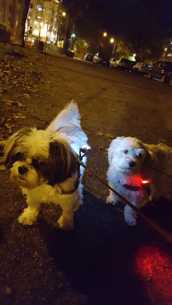 TheGuyWithDogs's tweet photo. Led-light is the best life insurance in the night time. #DogSafety #happydog #dogs #lightmyway #ledlight #animals https://t.co/2nFVgEOj1H