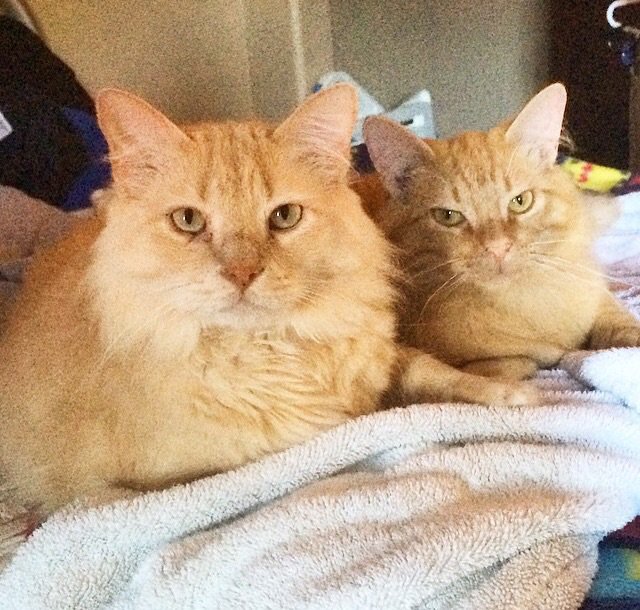 hetzersmurf's tweet photo. Happy #NationalCatDay to my two favorite guys! @petsmart #inspiredbypets https://t.co/5FGKhBXhe5