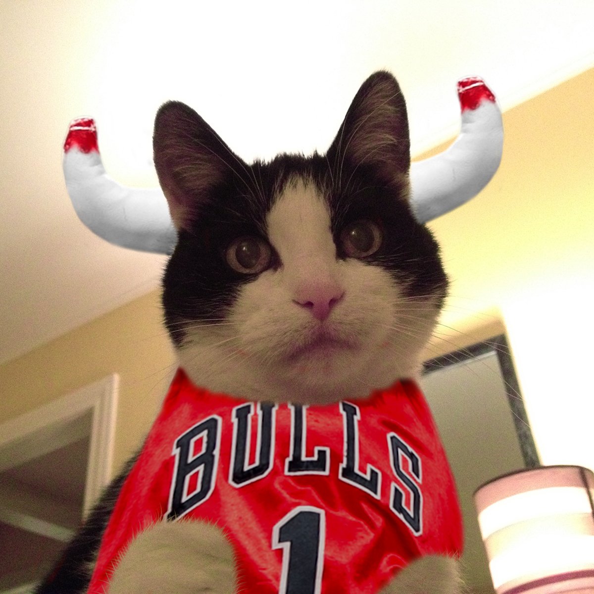 chicagobulls's tweet photo. We heard it’s #NationalCatDay. We’ll just leave this here for you... https://t.co/N3EAmgExnt