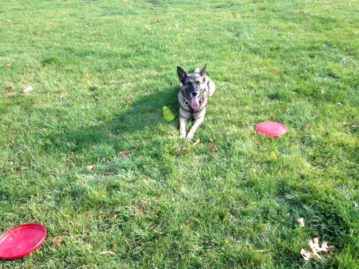 MiaBellaGS's tweet photo. Thanks @dogmankevin for #DownUnderDistraction work. No better distraction for Mia than  #Frisbees! https://t.co/JD7fnBSqmR