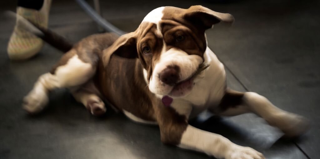 offbeatbrewing's tweet photo. Our tasting room? Puppies welcome. #offbeatbrewing #welovedogs #petfriendly https://t.co/ZRo2EKoBOR
