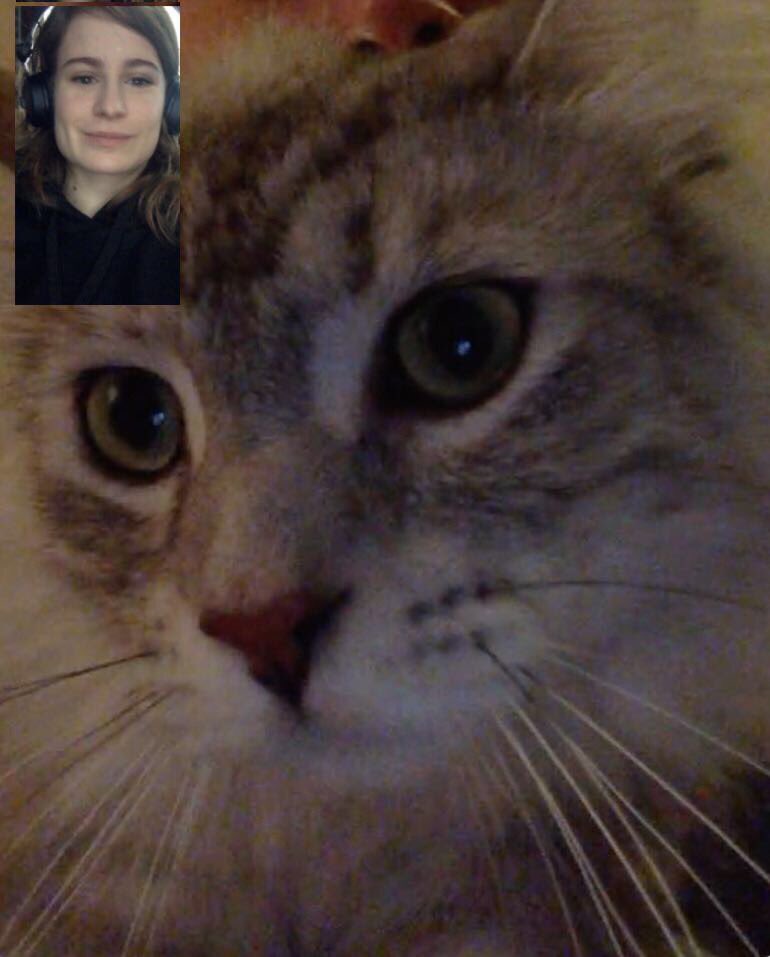 QueensChristine's tweet photo. Appropriate FaceTime on #NationalCatDay https://t.co/WHuGklVHyn