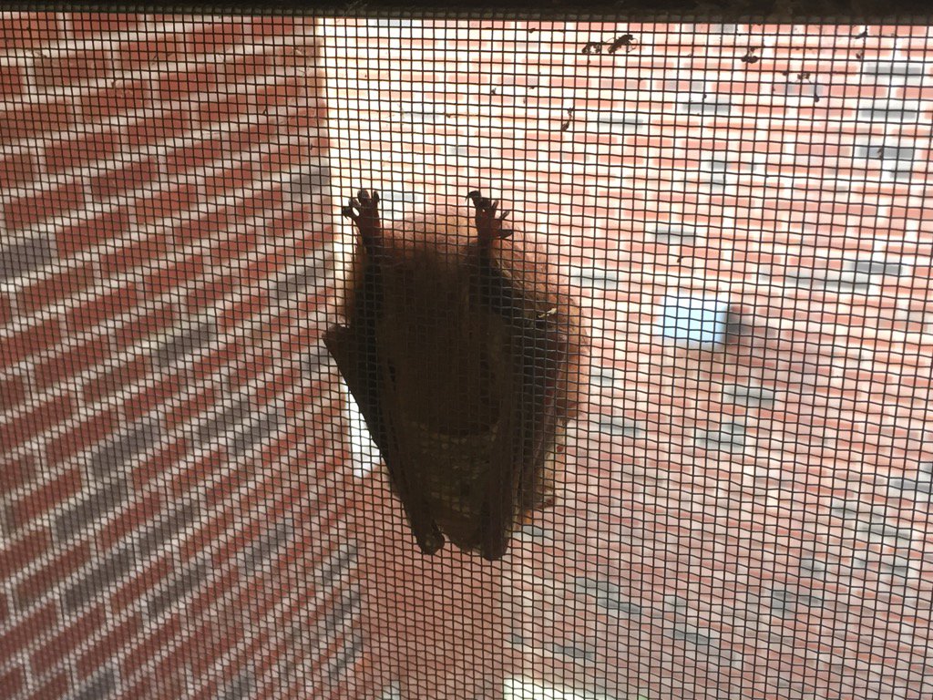 collskemeny's tweet photo. There is a bat on the second floor window ! #newmascot #collsbats https://t.co/FXAGCgUjiZ