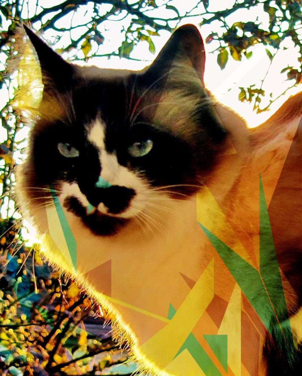 KatzenworldBlog's tweet photo. Purrsday Poetry: MY PICASSO FACE #cats #cute #catlovers https://t.co/iTox7JhGis https://t.co/zn4Q1bIsMv