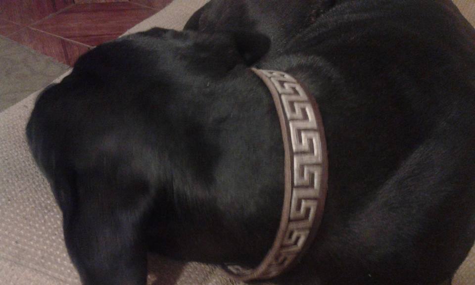 PetLand_Happy's tweet photo. Uno peludo mas ... feliz con su nuevo collar top.!!!!!!!!!!!!!!!!! https://t.co/oTGIudaS9p