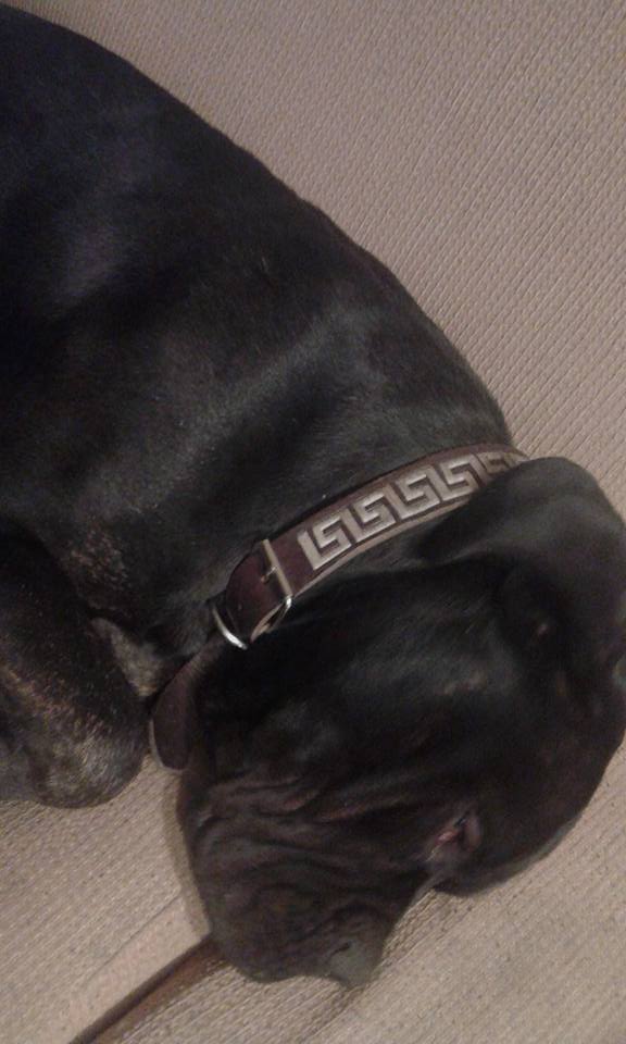 PetLand_Happy's tweet photo. Uno peludo mas ... feliz con su nuevo collar top.!!!!!!!!!!!!!!!!! https://t.co/oTGIudaS9p