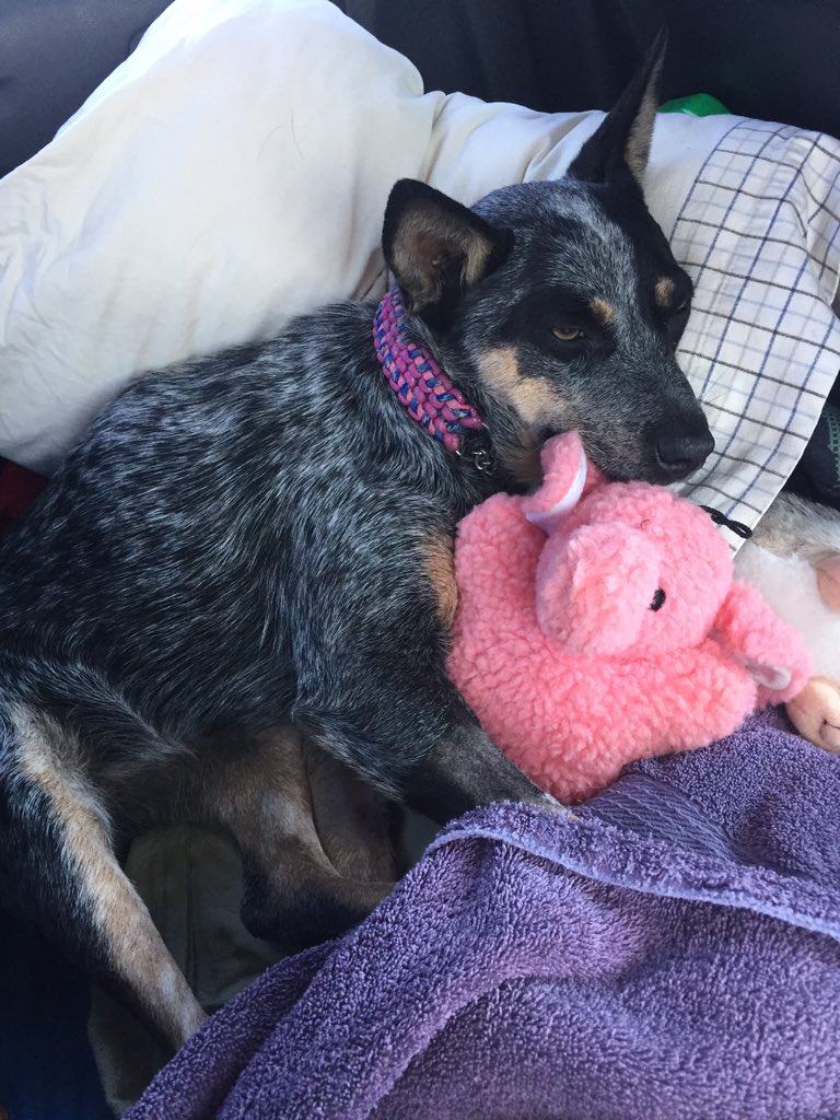 Faith!! 
Resting comfortably ❤️
#SaveAHeeler