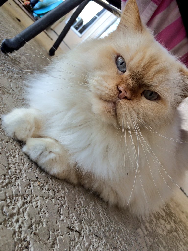 arieloglesby6's tweet photo. Happy national cat day to my favorite thing on this earth ๐ป #GucciTheCat https://t.co/snrFBn05kz