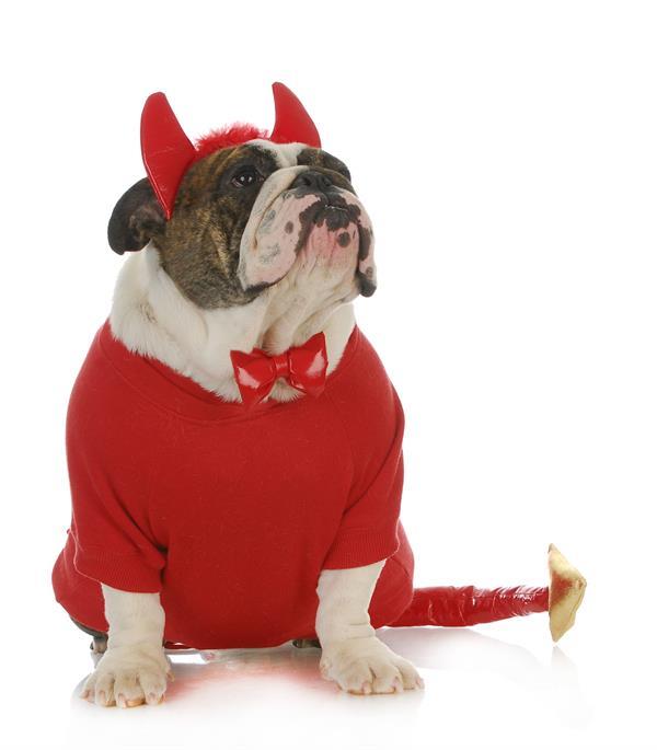 VIPDogHotel's tweet photo. Americans spend $300 million on costumes for their pets. What are you dressing your dog as for Halloween this year? https://t.co/IYpbygWQvQ