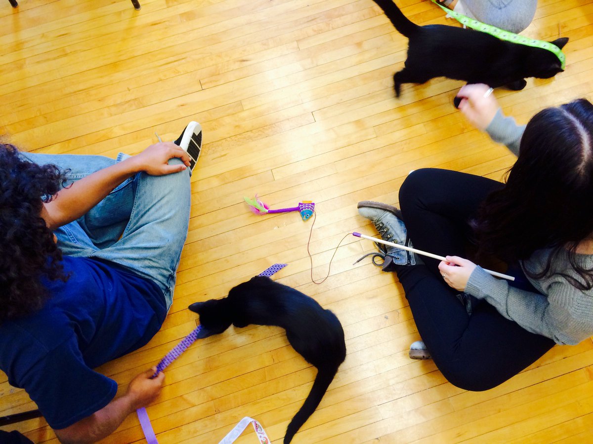 kaliobooks's tweet photo. it's been a very happy #NationalCatDay thanks to #UberKITTENS ! https://t.co/hYniiDskZN