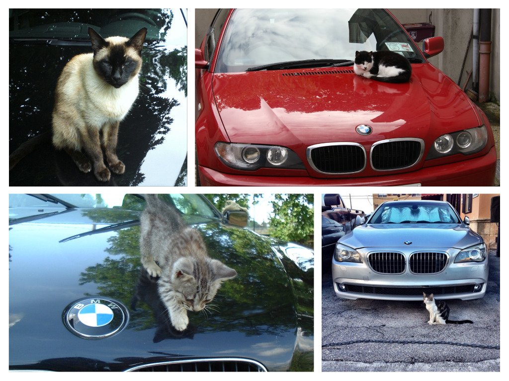 Tulley_Auto's tweet photo. Happy #NationalCatDay !! What are your kitties up to today? https://t.co/SdedtVXvjP