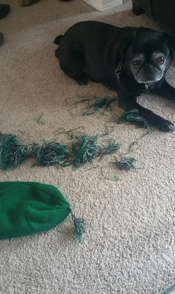 taraleigh_bee's tweet photo. Auntie owes Evan a toque. #guiltypug #pompommassacreof2015 https://t.co/6xmLbuo95h