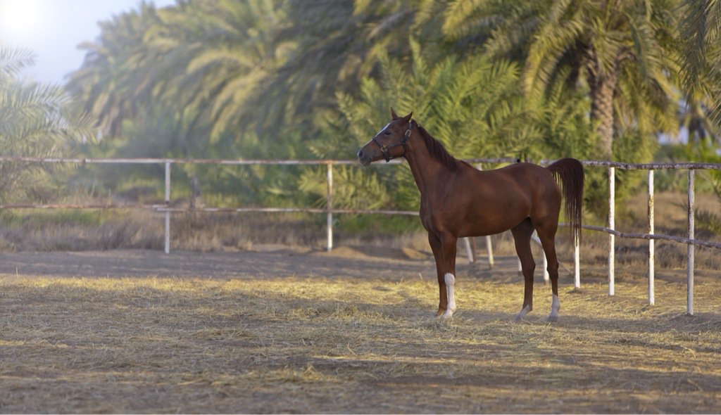 3llawi's tweet photo. #عطنا_صوره_من_تصويرك " الخيل معقود في نواصيها الخير الى يوم القيامة" https://t.co/M5jFWBL86Z